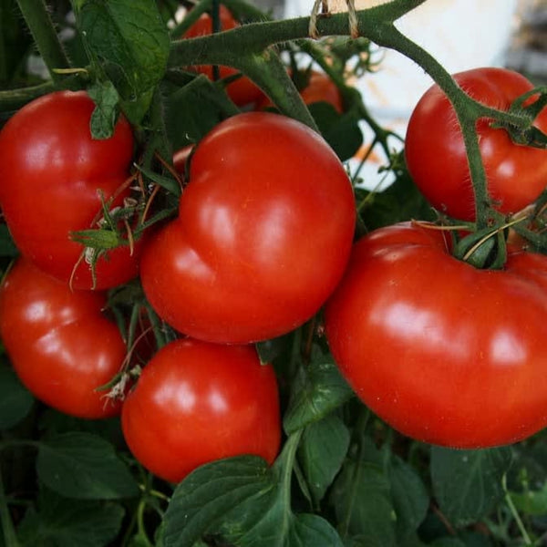 Bloody Butcher Tomato Plant (1 Plant)