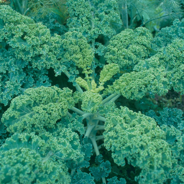 Blue Scotch Kale Plants (6 Plants)