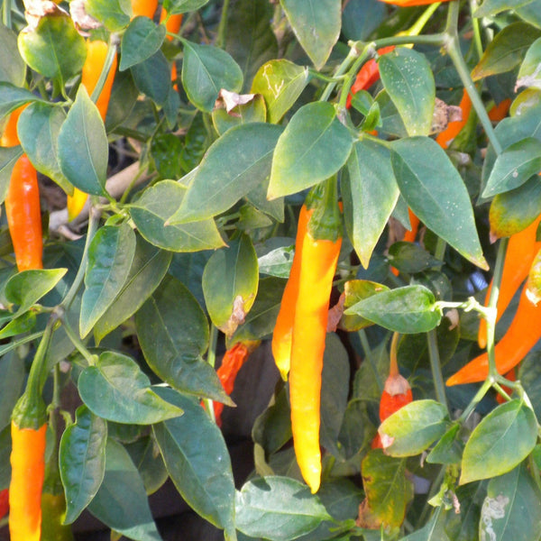 Bulgarian Carrot Pepper Plant (1 Plant)