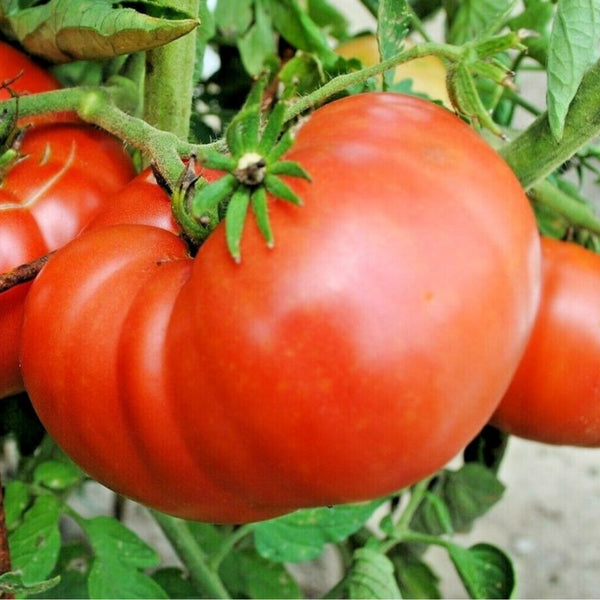 Bush Goliath Tomato Plant (1 Plant)