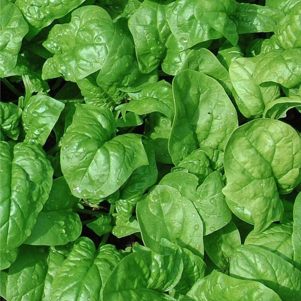 Butterflay Spinach Plants (6 Plants)