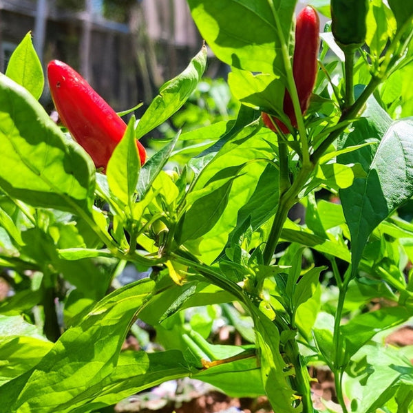 Calabrian Chili Pepper Plant (1 Plant)