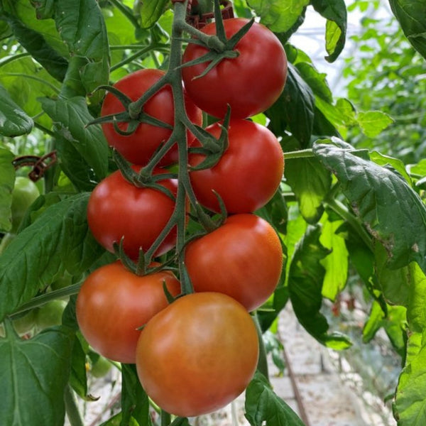 Campari Tomato Plant (1 Plant)