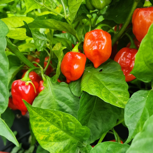 Caribbean Red Pepper Plant (1 Plant)