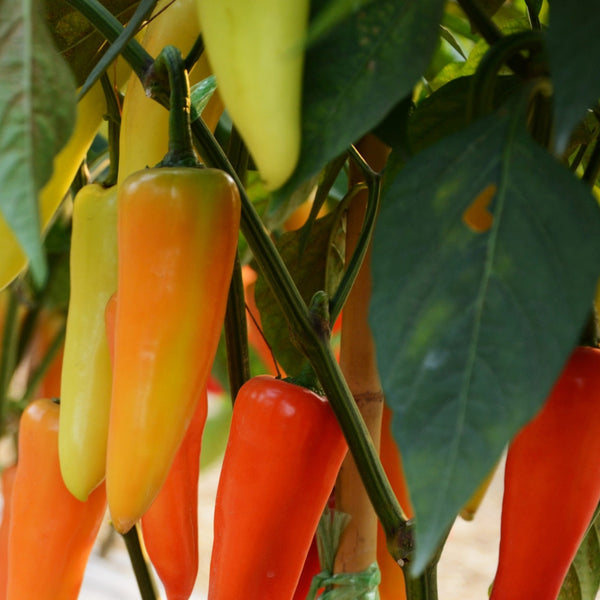 Cascabella Pepper Plant (1 Plant)