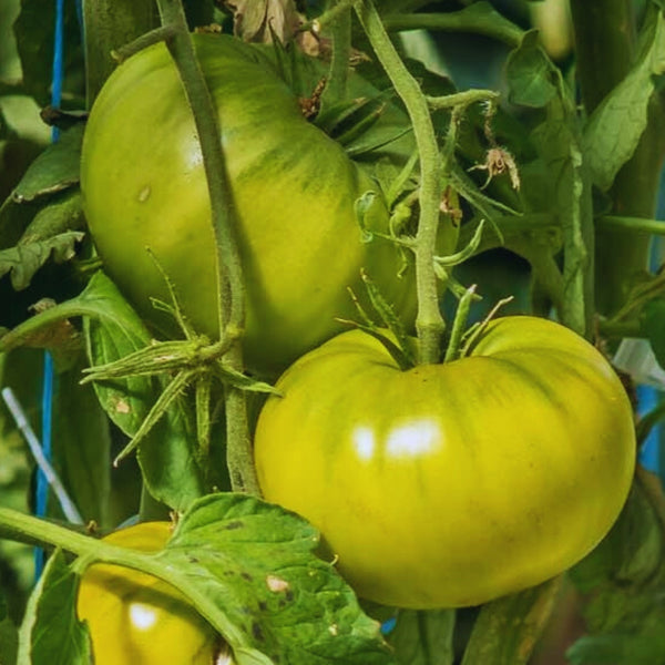 Cherokee Green Tomato Plant