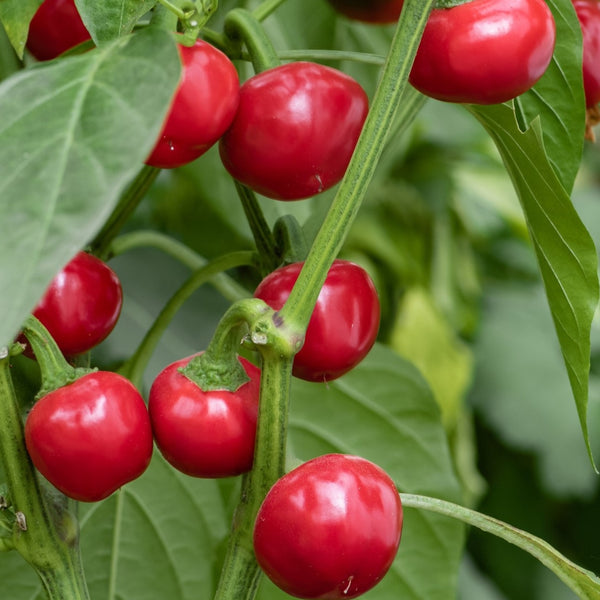 Cherry Hot Red Pepper Plant (1 Plant)