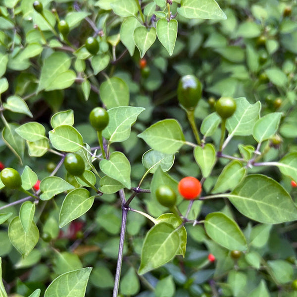 Chiltepin Pepper Plant (1 Plant)