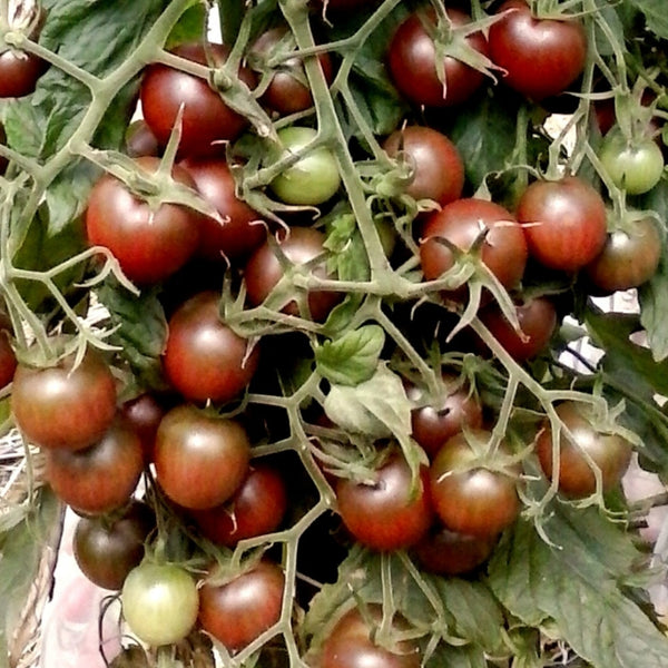 Chocolate Cherry Tomato Plant (1 Plant)