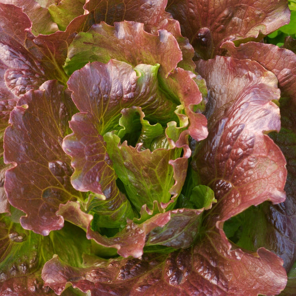 Cimmaron Lettuce Plants (6 Plants)