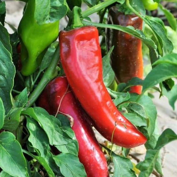 Corno di Toro Pepper Plant (1 Plant)