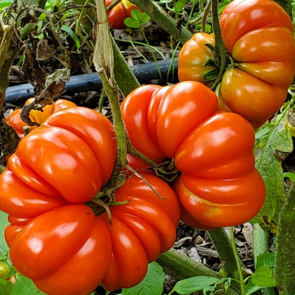 Costoluto Genovese Tomato Plant (1 Plant)