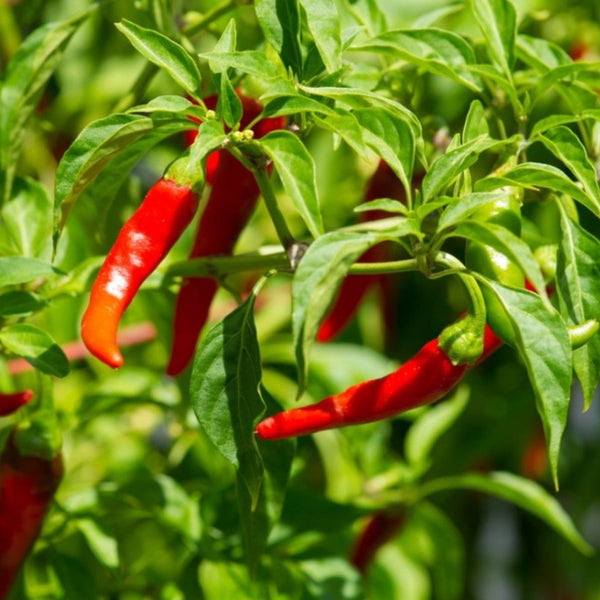 Cow Horn Pepper Plant (1 Plant)