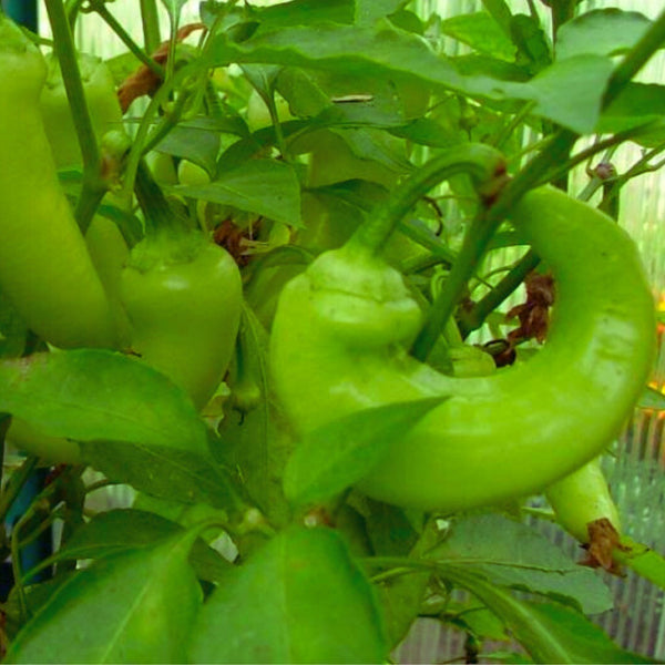 Cubanelle Pepper Plant (1 Plant)