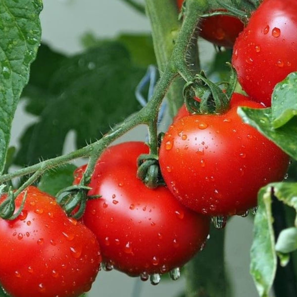 Fourth of July Tomato Plant (1 Plant)