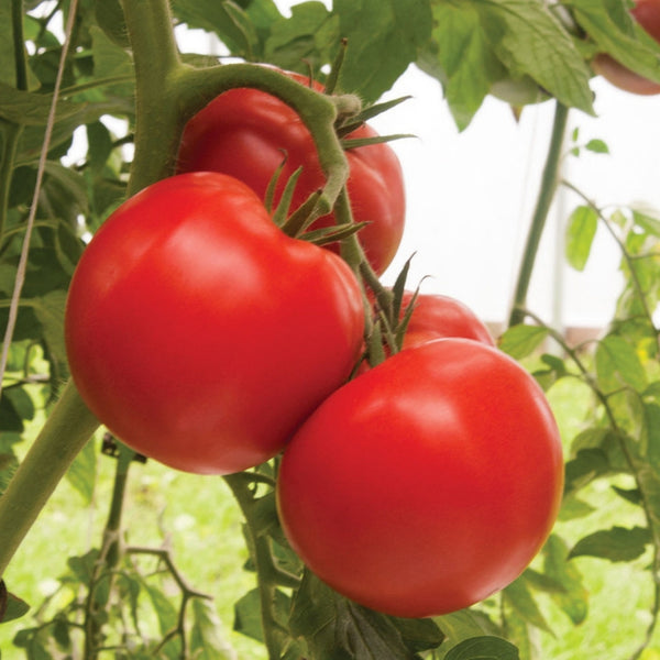 Genuwine Tomato Plant (1 Plant)