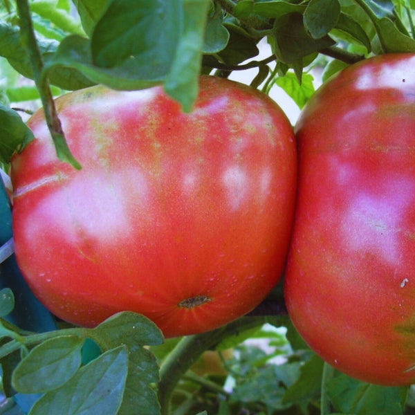 German Pink Tomato Plant (1 Plant)