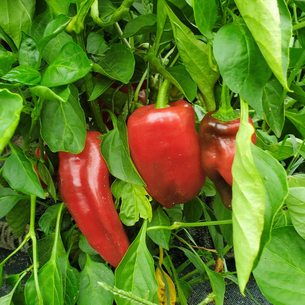 Giant Marconi Pepper Plant (1 Plant)