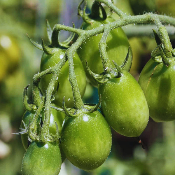 Green Envy Tomato Plant (1 Plant