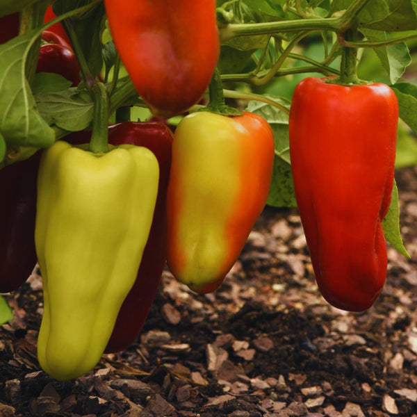 Gypsy Pepper Plant (1 Plant)