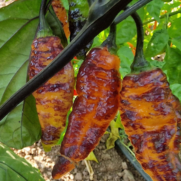 Hallows Eve Pepper Plant (1 Plant)