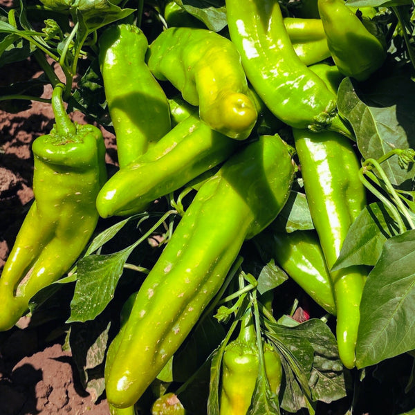 Hatch Green Chile Pepper Plant (1 Plant)