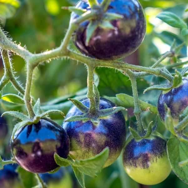 Indigo Rose Tomato Plant (1 Plant)