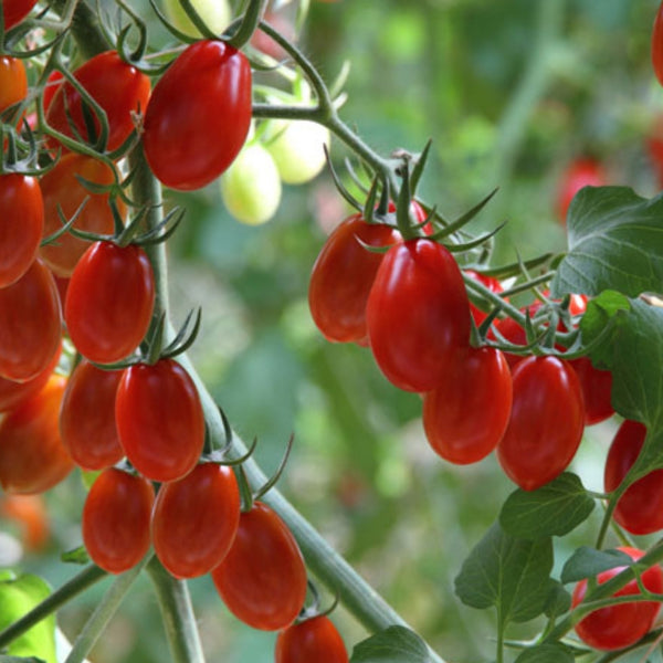 Jelly Bean Tomato Plant (1 Plant)