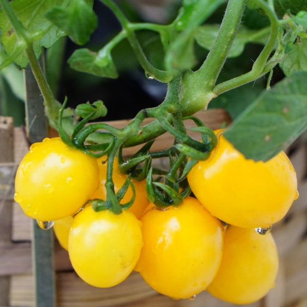 Jelly Bean Tomato Plant - Yellow (1 Plant)