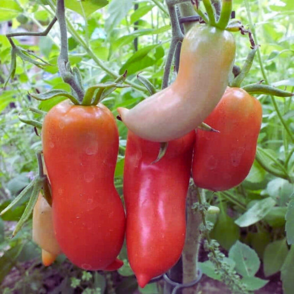 Jersey Devil Tomato Plant (1 Plant)