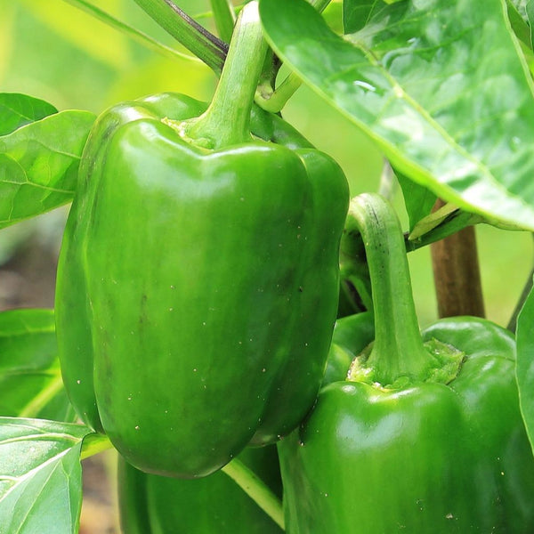 King Arthur Bell Pepper Plant (1 Plant)