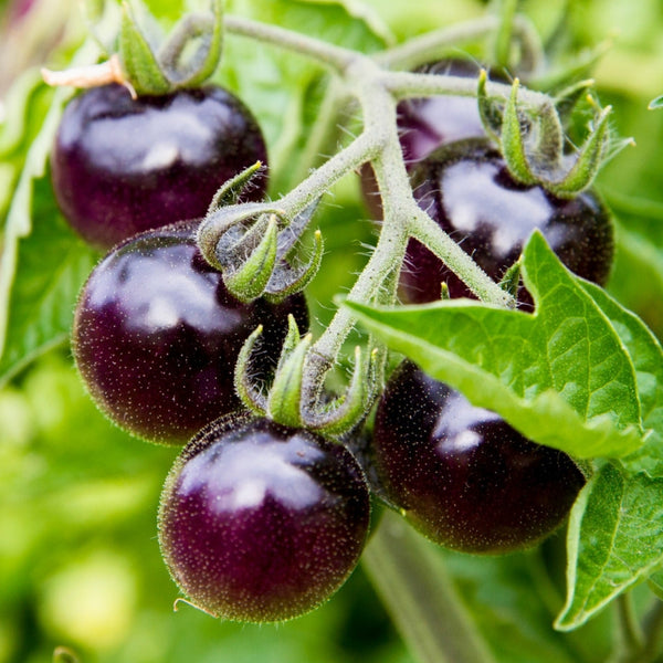 Kumato Tomato Plant (1 Plant)