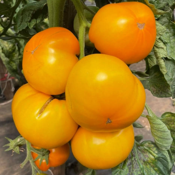 Lemon Boy Tomato Plant (1 Plant)