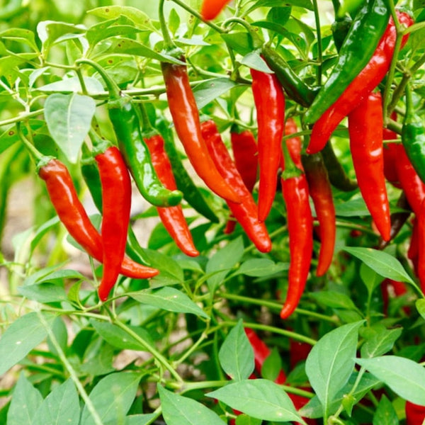 Long Thin Cayenne Pepper Plant (1 Plant)