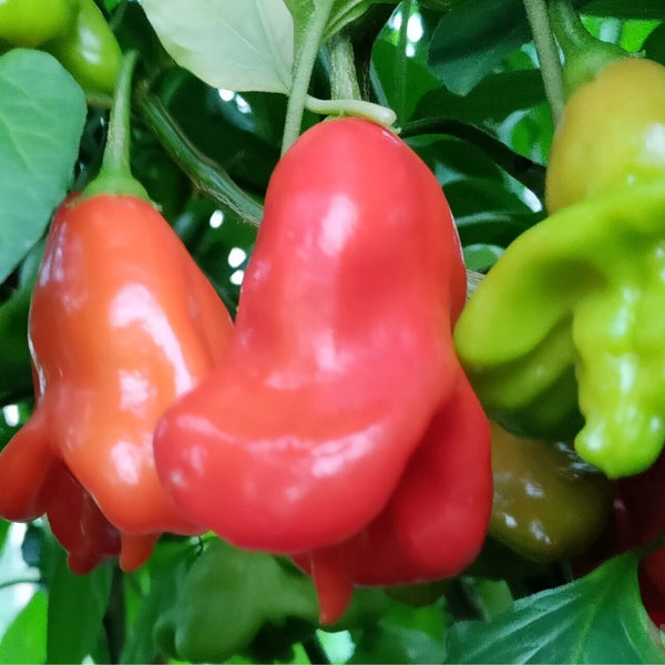 Mad Hatter Pepper Plant (1 Plant)