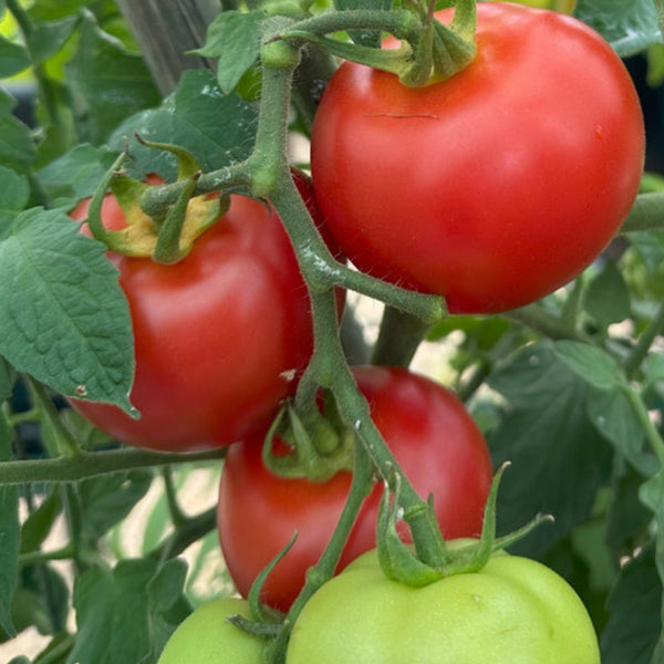 Manitoba Tomato Plant (1 Plant)