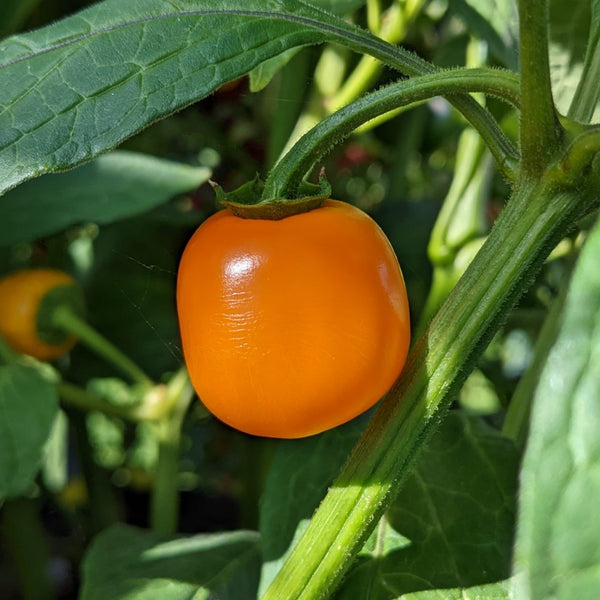 Manzano Pepper Plant - Orange (1 Plant)