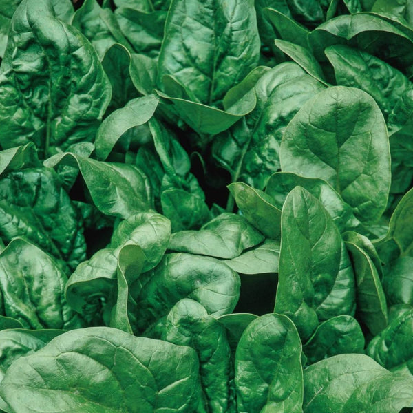 Matador Spinach Plants (6 Plants)