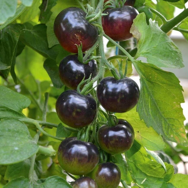 Midnight Snack Tomato Plant (1 Plant)