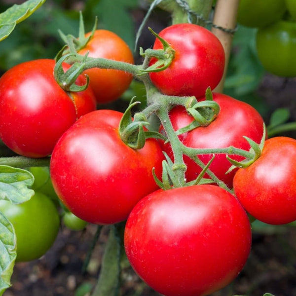 Moneymaker Tomato Plant (1 Plant)