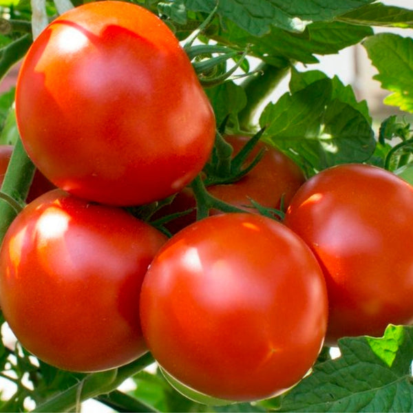 Moskvich Tomato Plant (1 Plant)