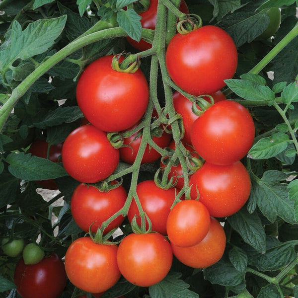 Mountain Magic Tomato Plant (1 Plant)