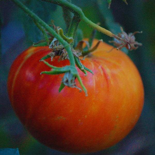 Mr. Stripey Tomato Plant (1 Plant)