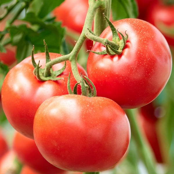 New Yorker Tomato Plant (1 Plant)