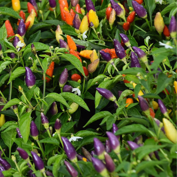 Numex Twilight Pepper Plant (1 Plant)