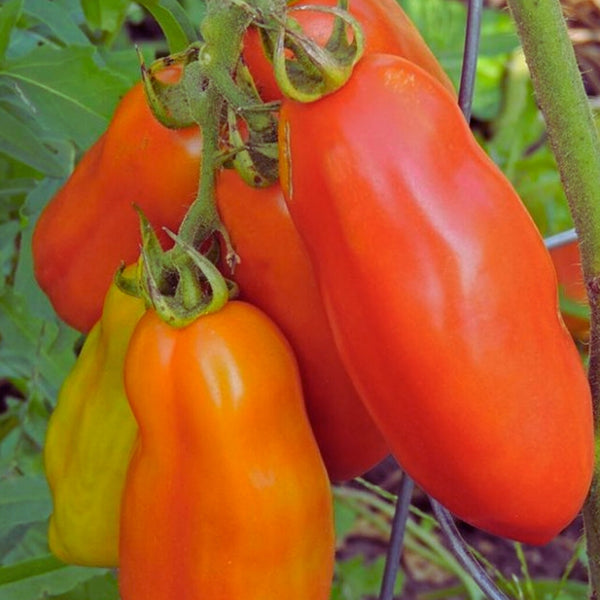 Opalka Tomato Plant (1 Plant)