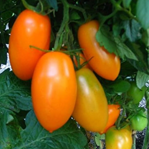 Orange Banana Tomato Plant (1 Plant)