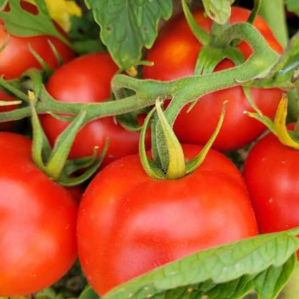 Oregon Spring Tomato Plant (1 Plant)