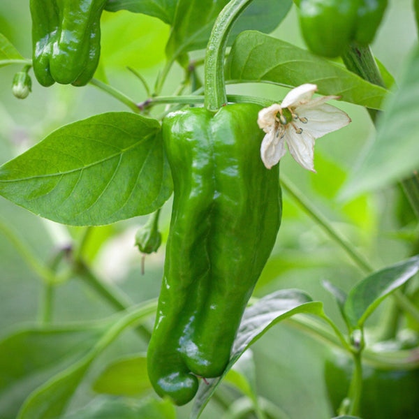 Padron Pepper Plant (1 Plant)