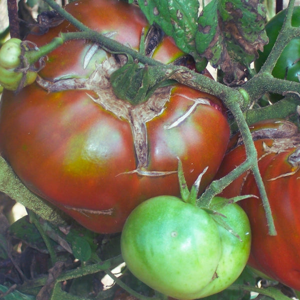 Paul Robeson Tomato Plant (1 Plant)